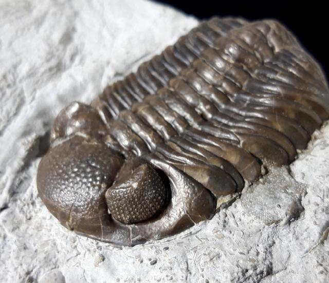 Elredgeops crassituberculata (STUMM 1953) - Bild © FossNet FossilienStore